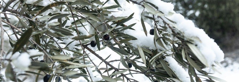 Ein eingeschneiter Olivenbaum im Freien.